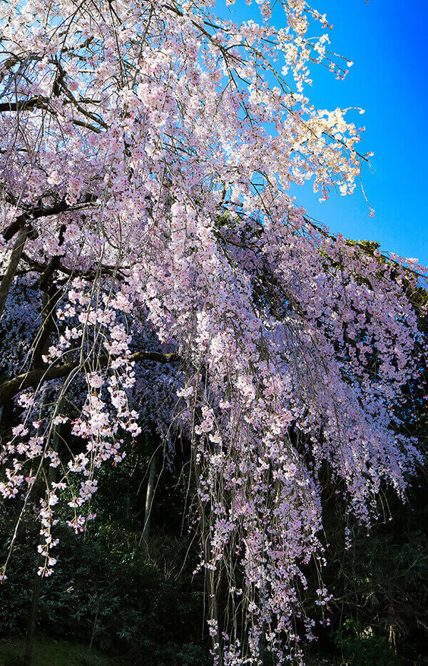 田ノ頭郷のしだれ桜