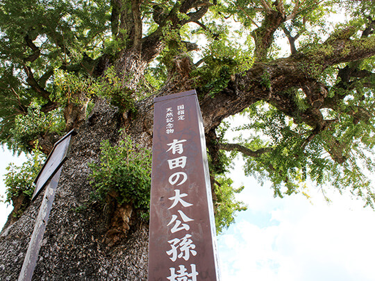 大公孫樹(有田の大イチョウ)